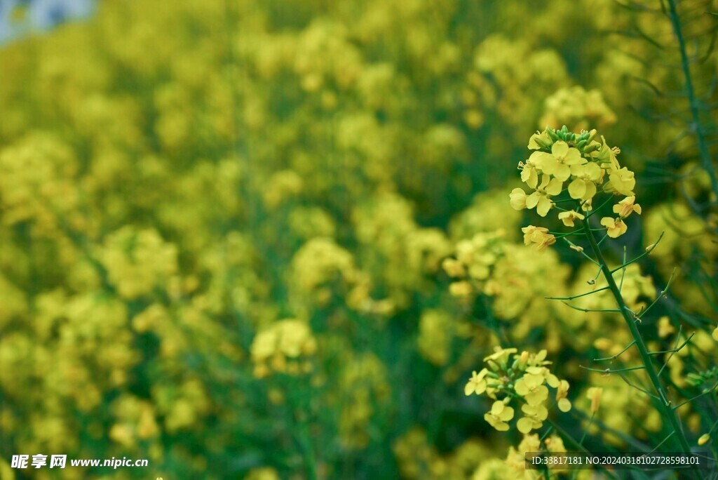 油菜花