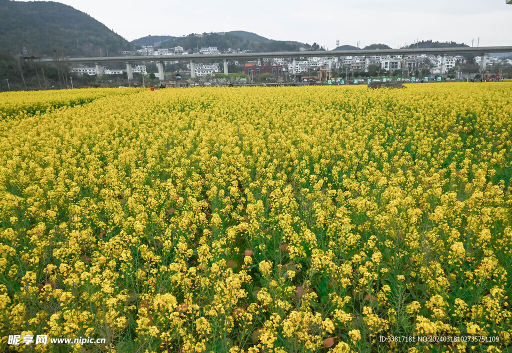 油菜花