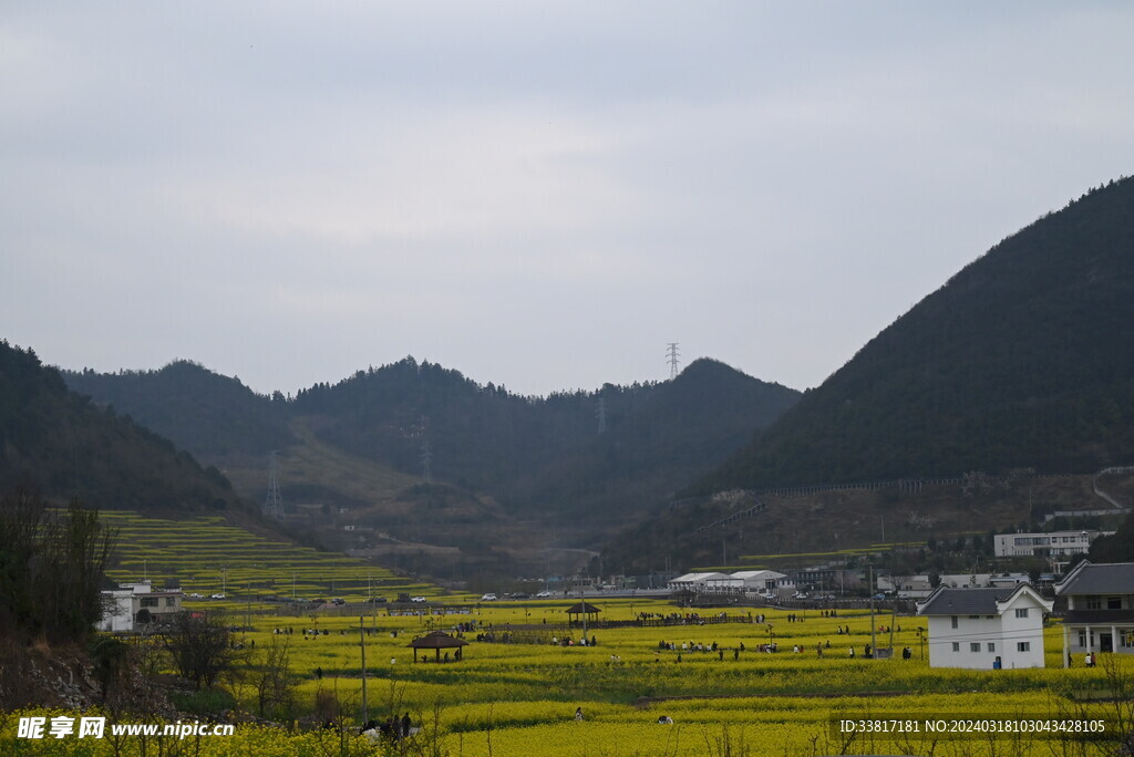 油菜花