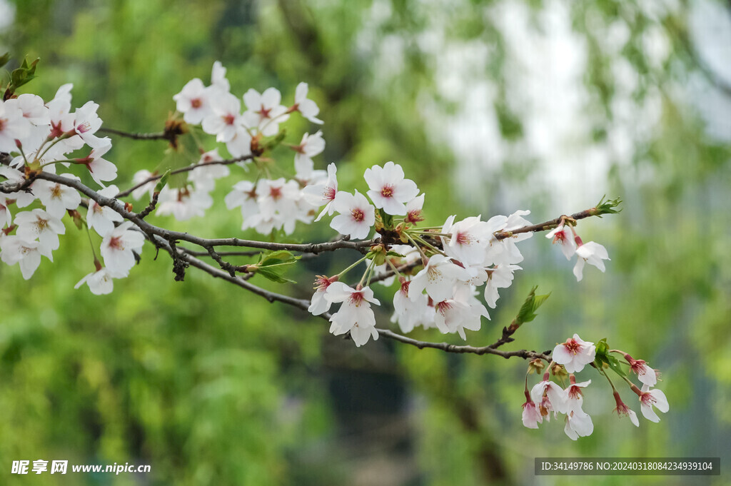 春日樱花