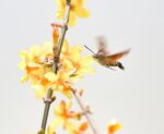 黄花
