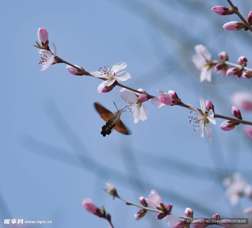 杏花和昆虫