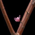 树枝花