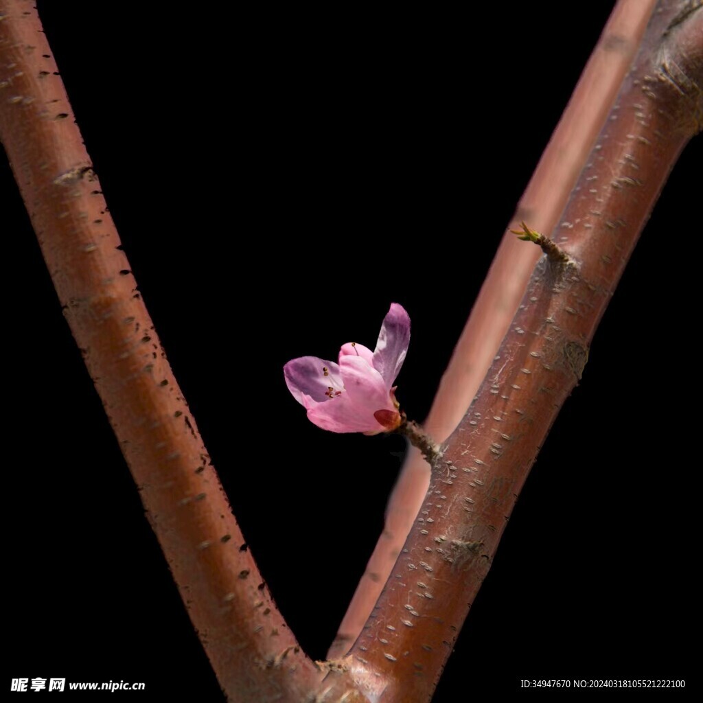 树枝花