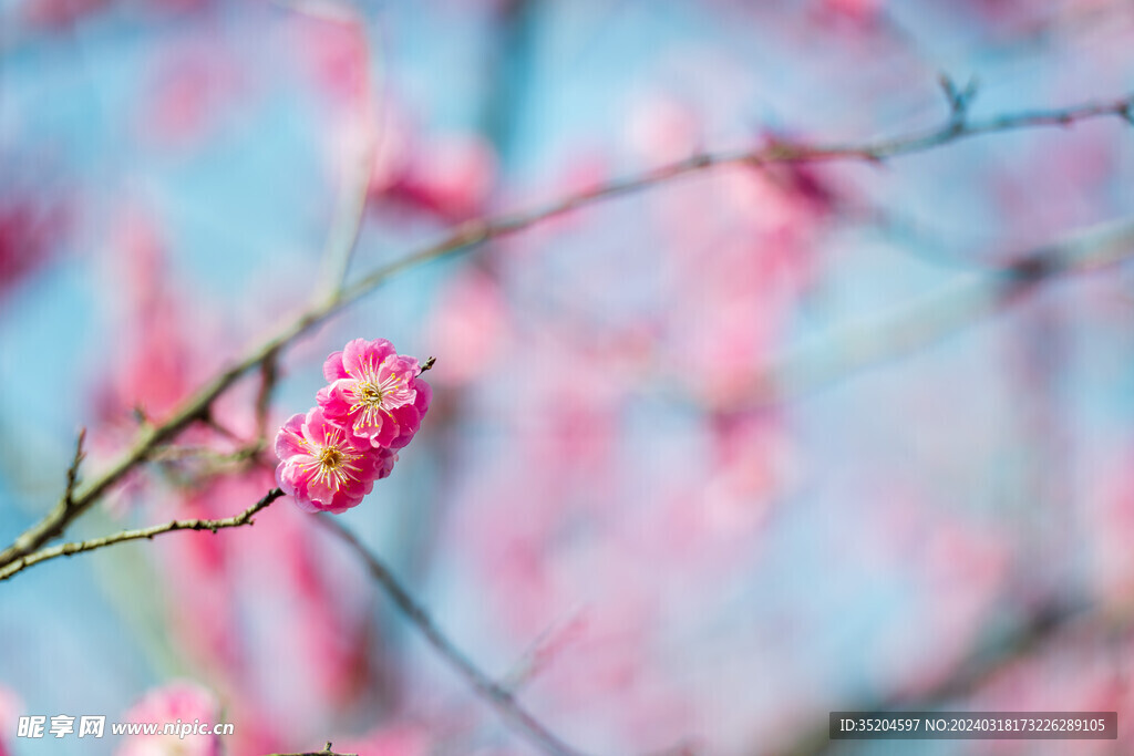 红梅花开