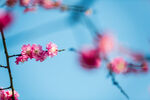 红梅花开