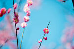 红梅花开