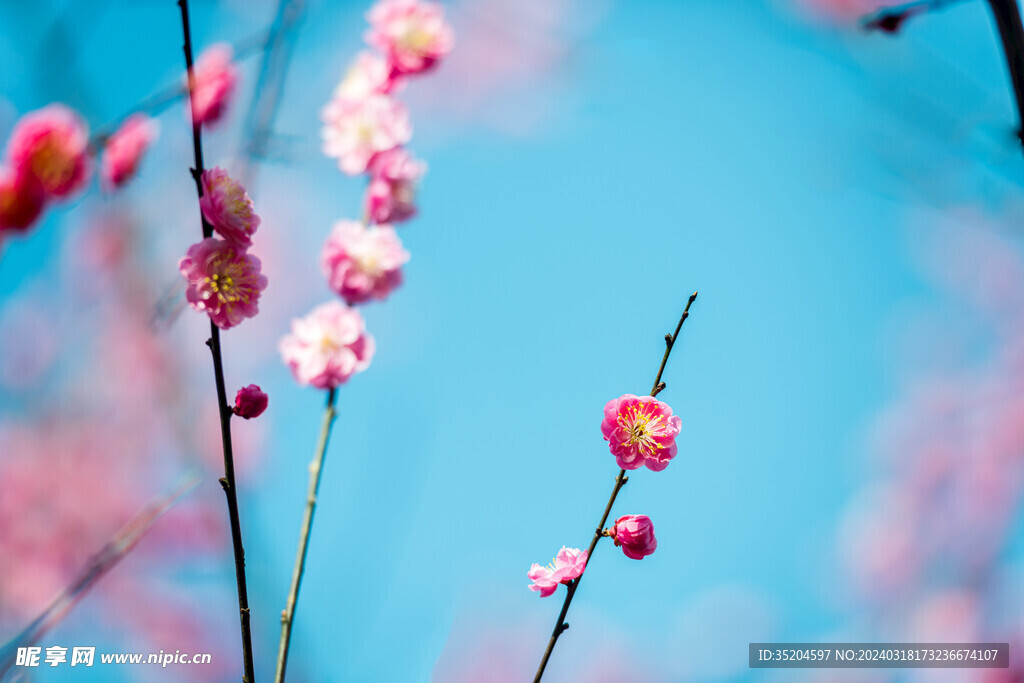 红梅花开