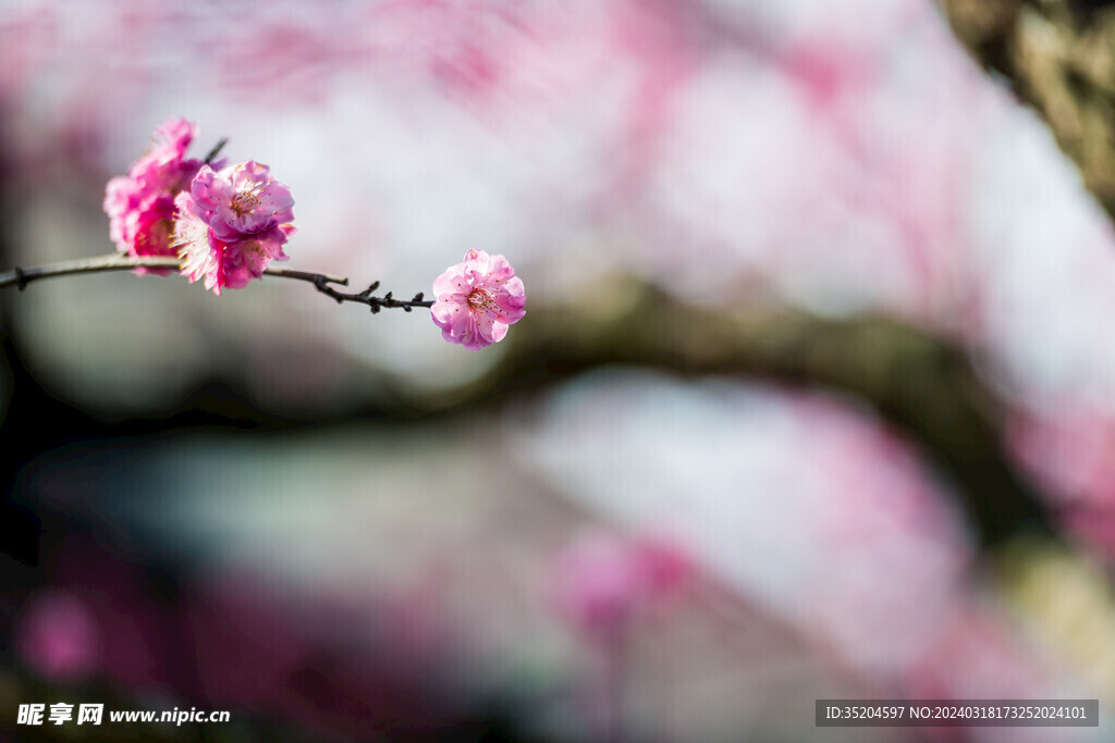 红梅花开