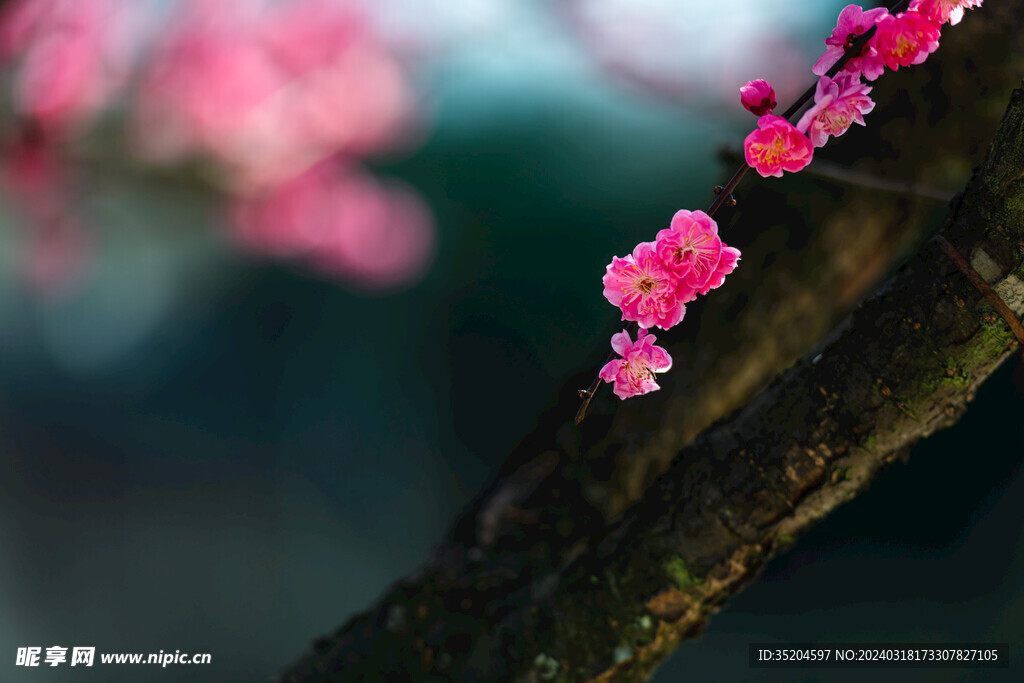 红梅花开