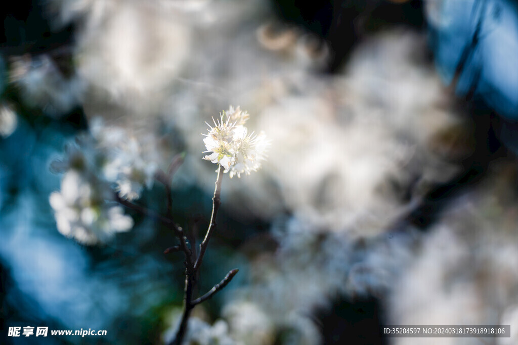 梦幻的樱花