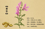 药材图谱           