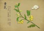 药材图谱           