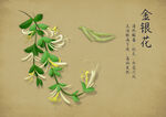 药材图谱           