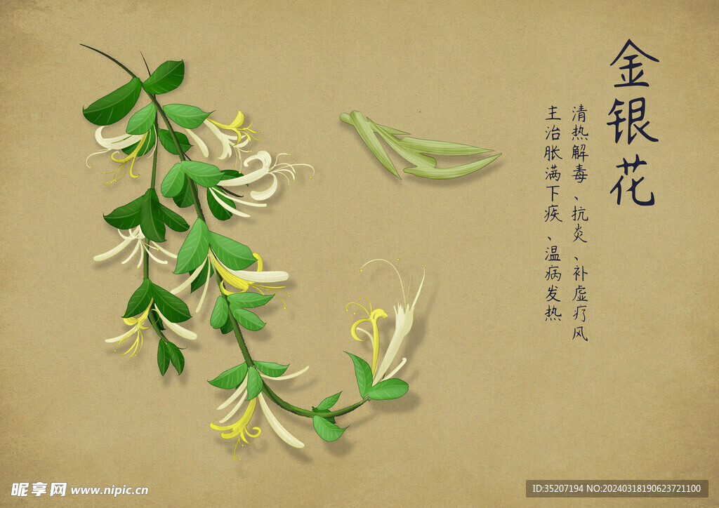 药材图谱           