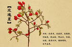 药材图谱           