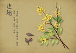 药材图谱           