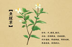 药材图谱           