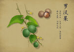 药材图谱           