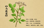 药材图谱           