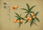 药材图谱           