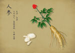药材图谱           