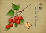 药材图谱           