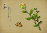 药材图谱           