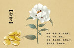 药材图谱           