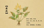 药材图谱           