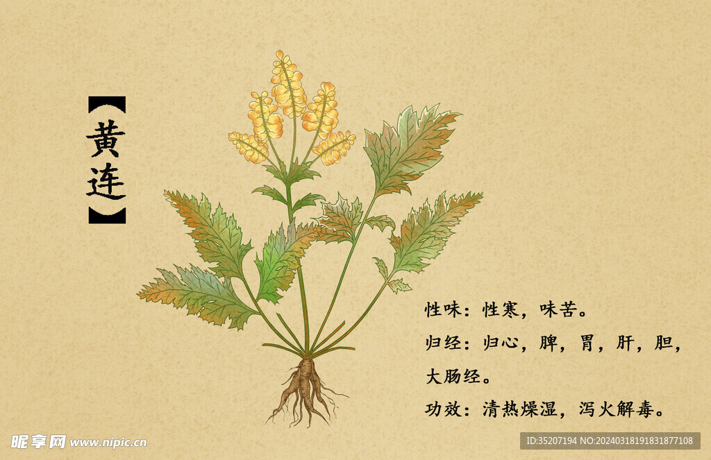 药材图谱           