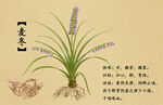 药材图谱           