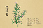 药材图谱           