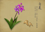 药材图谱           