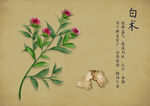 药材图谱           
