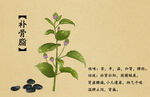 药材图谱           