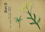 药材图谱           