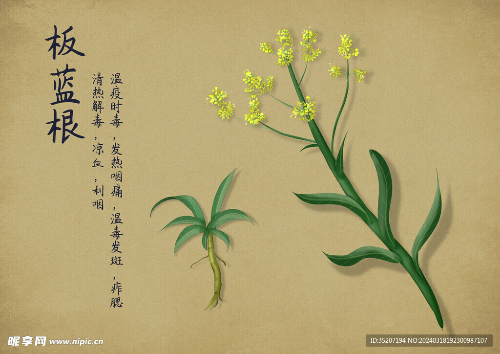 药材图谱           