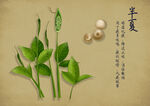 药材图谱           