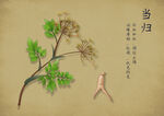 药材图谱           