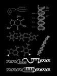 DNA图