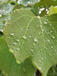 雨后清晨树叶