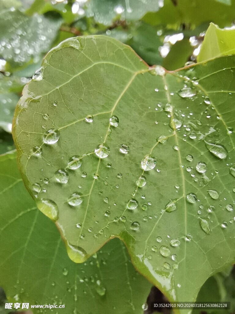 雨后清晨树叶