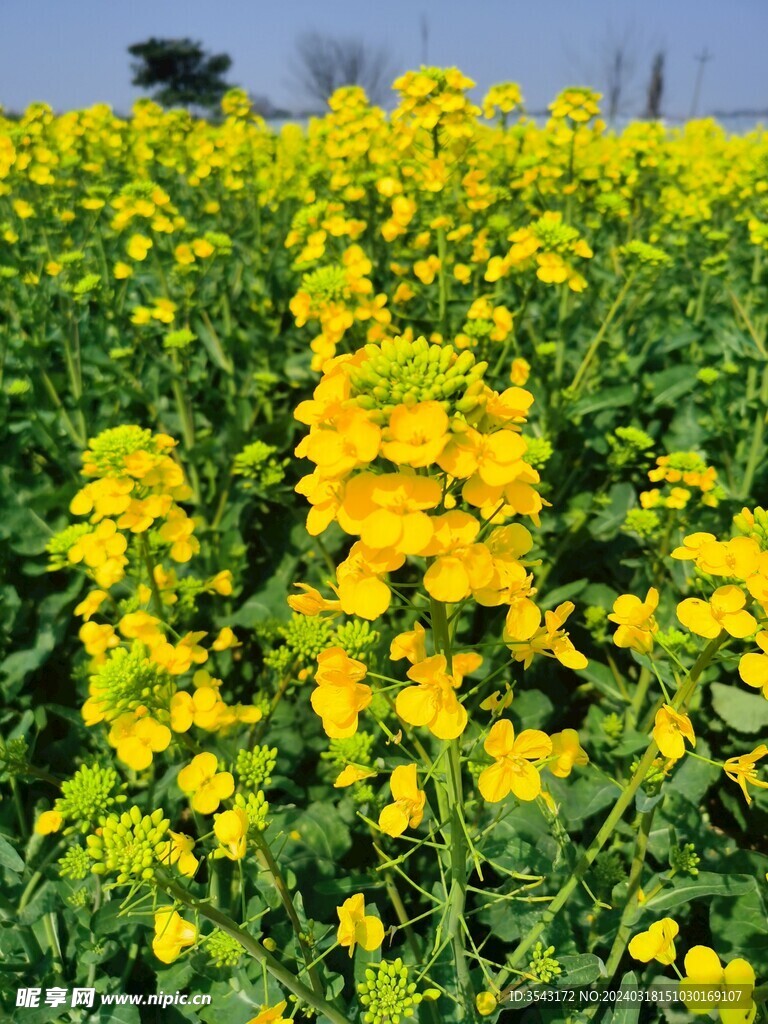 油菜花