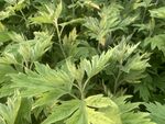 艾草