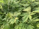 艾草