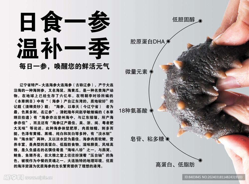  海参 日食一参 温补一季