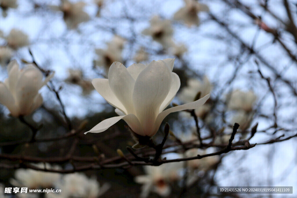 玉兰花