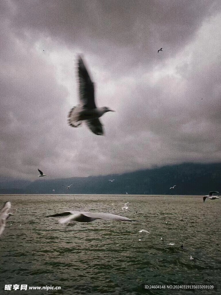 海鸥飞翔