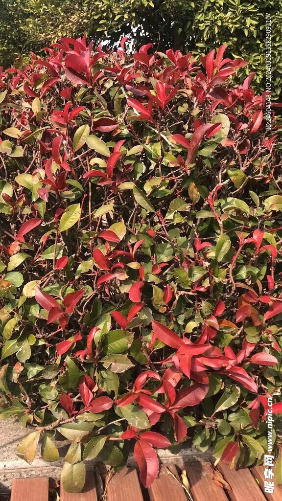 花